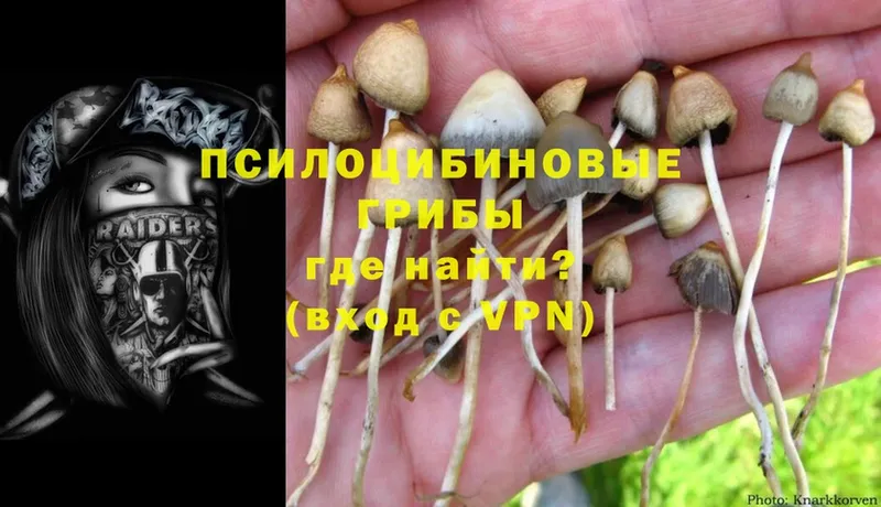 Галлюциногенные грибы Psilocybe  закладка  Суровикино 